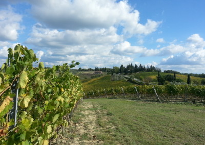 Vineyard Tuscany 3